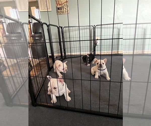 Medium Photo #1 French Bulldog Puppy For Sale in TERRE HAUTE, IN, USA