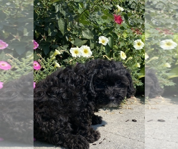 Medium Photo #2 Lhasa Apso-Poodle (Toy) Mix Puppy For Sale in CANOGA, NY, USA