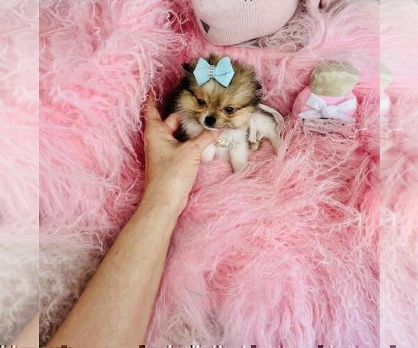 Medium Photo #6 Pomeranian Puppy For Sale in NEW YORK, NY, USA