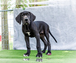 Small #7 Great Dane