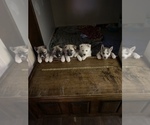 Small Photo #1 Sharberian Husky-Unknown Mix Puppy For Sale in ALEXANDRIA, IN, USA