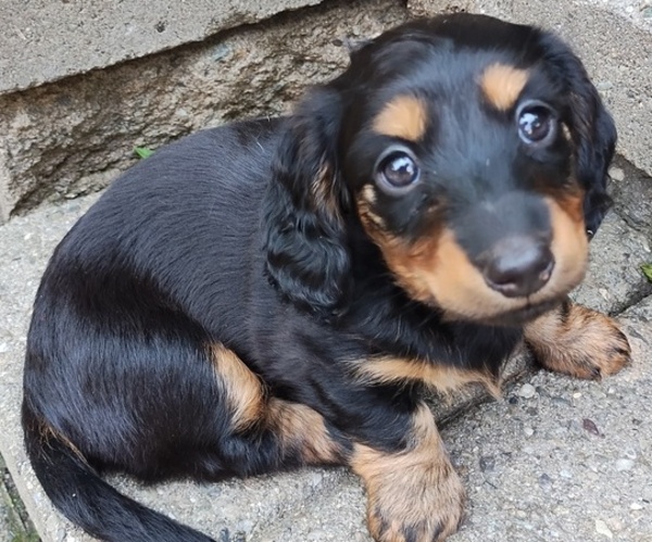 Medium Photo #1 Dachshund Puppy For Sale in LAKE HOPATCONG, NJ, USA