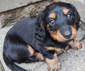 Dachshund Puppy for sale in LAKE HOPATCONG, NJ, USA