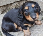 Small Dachshund