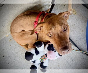 American Staffordshire Terrier-Unknown Mix Dogs for adoption in Holly Springs, NC, USA