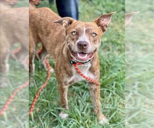 American Pit Bull Terrier-Unknown Mix Dogs for adoption in Conroe, TX, USA