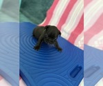 Small #2 French Bulldog
