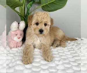 Goldendoodle (Miniature) Puppy for Sale in FRANKLIN, Indiana USA