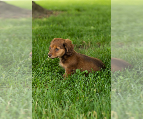 Medium Photo #5 Dachshund Puppy For Sale in BREMEN, IN, USA