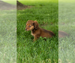 Small #4 Dachshund