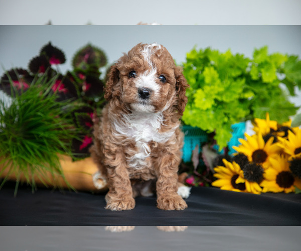 Medium Photo #9 Cavapoo Puppy For Sale in SHILOH, OH, USA