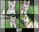 Small Photo #1 Siberian Husky Puppy For Sale in TALLAPOOSA, GA, USA