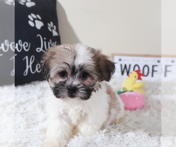 Medium Photo #2 Zuchon Puppy For Sale in MOUNT VERNON, OH, USA