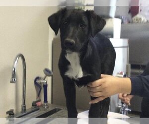 Border Collie-Unknown Mix Dogs for adoption in Visalia, CA, USA
