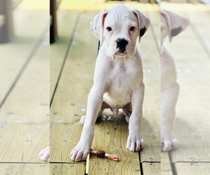 Boxer Puppy for sale in GENESEE, PA, USA