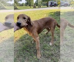 Small #5 Flat Coated Retriever-Golden Retriever Mix