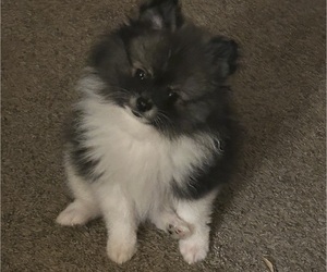 Medium Pomeranian