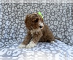 Small #3 Cavapoo (Miniature)