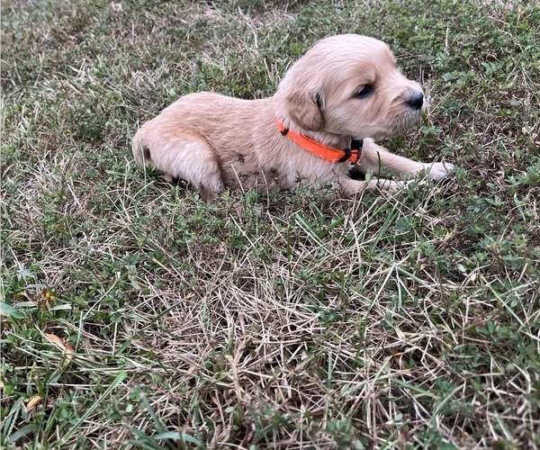 Medium Photo #1 English Cream Golden Retriever Puppy For Sale in CENTERTOWN, MO, USA