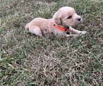 Puppy Orange English Cream Golden Retriever