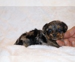 Small Photo #1 Poodle (Toy)-YorkiePoo Mix Puppy For Sale in DYERSBURG, TN, USA