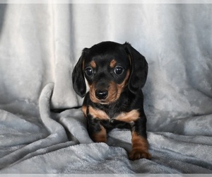 Dachshund Puppy for sale in FREDERICKSBURG, OH, USA