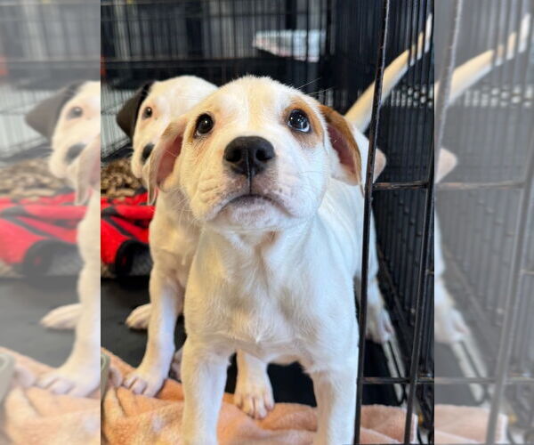 Medium Photo #2 Bulloxer Puppy For Sale in Claremore, OK, USA