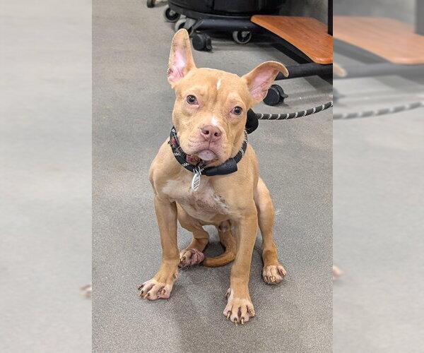Medium Photo #1 Mutt Puppy For Sale in Forestville, MD, USA