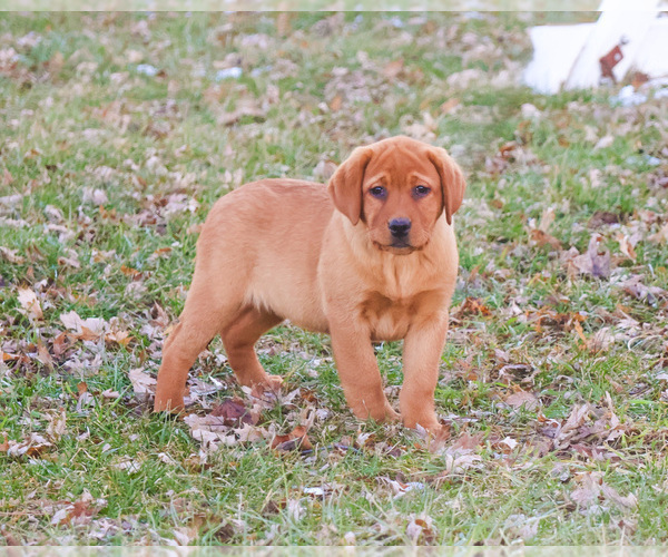Medium Photo #6 Labrador Retriever Puppy For Sale in SYRACUSE, IN, USA