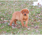 Small #5 Labrador Retriever