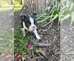 Small #1 Boston Terrier