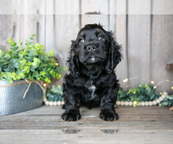 Medium Photo #19 Cocker Spaniel Puppy For Sale in BALTIC, OH, USA