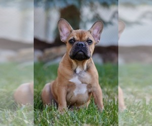 French Bulldog Puppy for sale in WOOD DALE, IL, USA