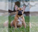 Small Photo #1 French Bulldog Puppy For Sale in WOOD DALE, IL, USA