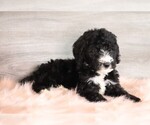 Small Photo #4 Bernedoodle Puppy For Sale in FREDERICKSBG, OH, USA