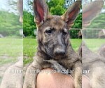 Small #11 German Shepherd Dog