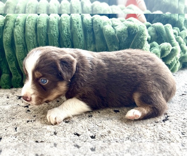 Medium Photo #3 Australian Shepherd Puppy For Sale in MOSELLE, MS, USA