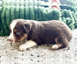 Small #2 Australian Shepherd