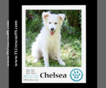 Small Photo #6 Great Pyrenees Puppy For Sale in Kimberton, PA, USA