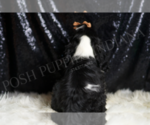 Small #4 Cocker Spaniel