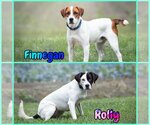 Small Photo #1 Mutt Puppy For Sale in Bardstown, KY, USA