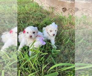Maltipoo Puppy for sale in MANSFIELD, TX, USA