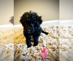 Small Photo #4 Aussiedoodle Puppy For Sale in CROSSVILLE, TN, USA