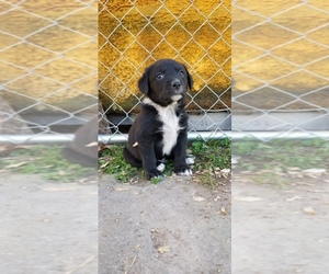 Labbe Puppy for sale in BUFFALO, MO, USA