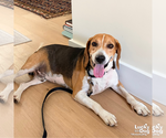 Small #5 Beagle Mix