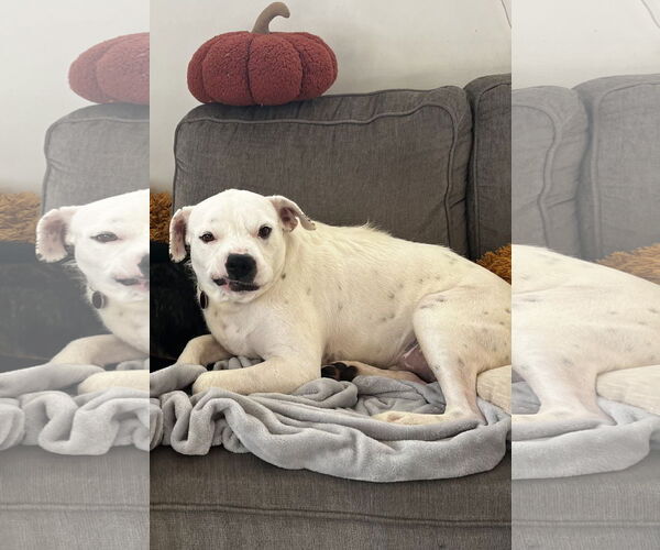 Medium Photo #11 American Bulldog-Unknown Mix Puppy For Sale in St. Louis Park, MN, USA