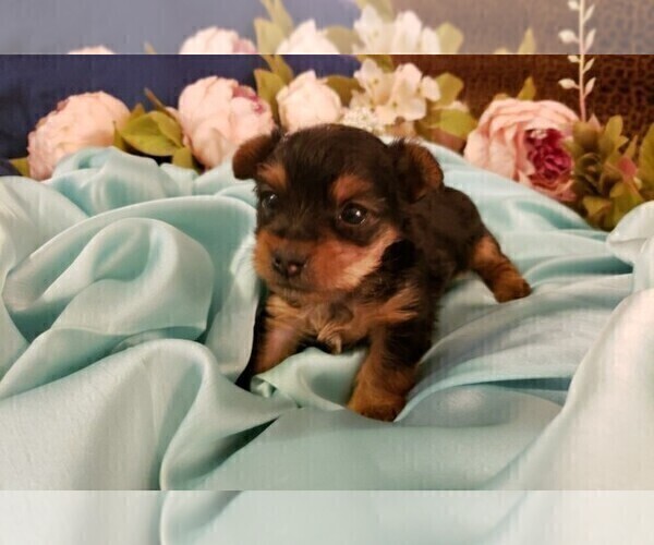 Medium Photo #12 Yorkshire Terrier Puppy For Sale in ARLINGTON, TX, USA