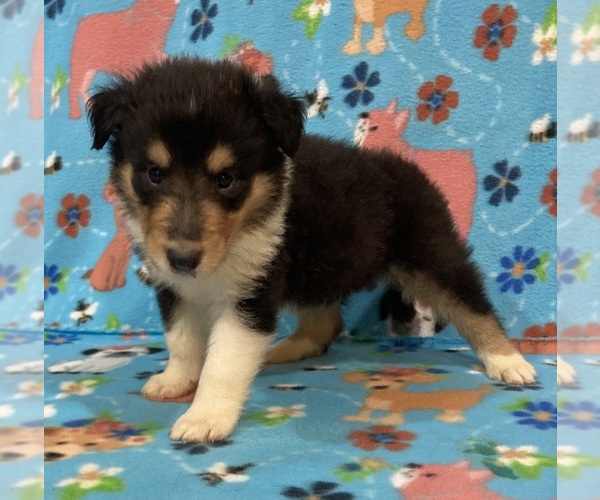 Medium Photo #1 Collie Puppy For Sale in NEW PARIS, OH, USA