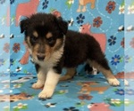 Puppy Puppy 4 Collie