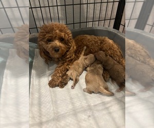 Maltipoo-Poodle (Toy) Mix Puppy for sale in MARICOPA, AZ, USA